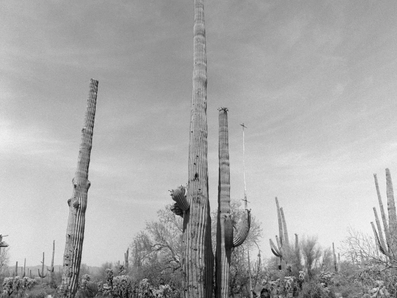 A woman harvests fruit from atop an extremely tall saguaro cactus.