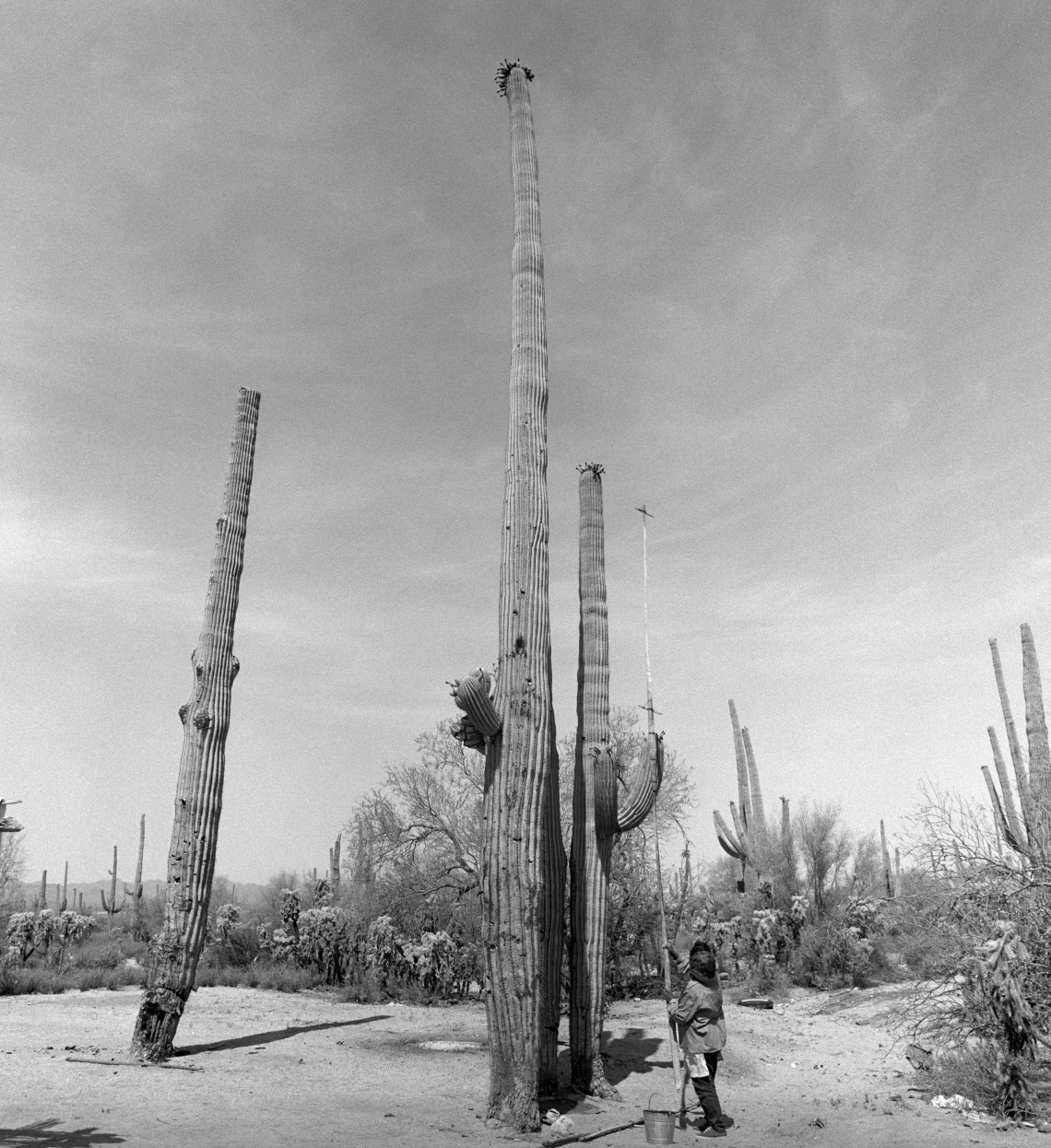 A woman harvests fruit from atop an extremely tall saguaro cactus.