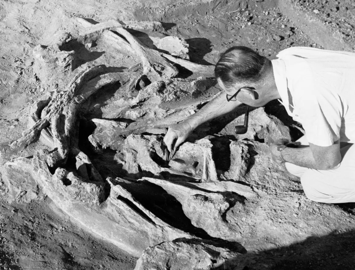 Man articulating a mammoth rib cage