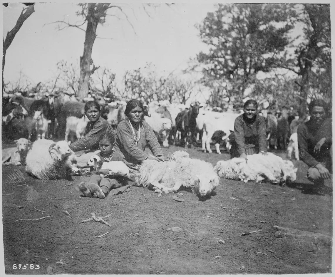 sheering sheep