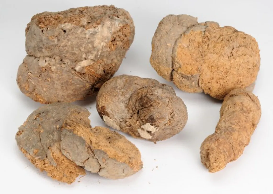 sloth dung